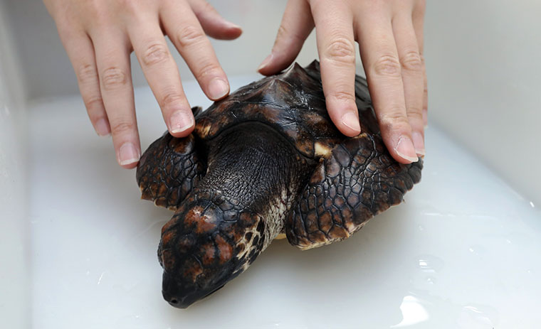 名古屋港水族館 名古屋グランパス シャチ展in豊田スタジアム ニュース 名古屋グランパス公式サイト