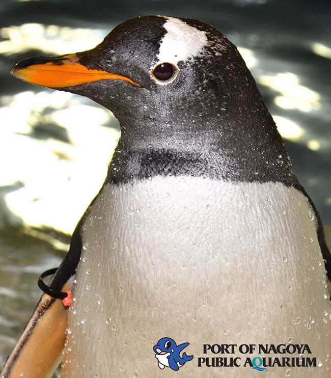 名古屋港水族館PRブース～海の仲間に会いに行こう！～｜ニュース｜名古屋グランパス公式サイト